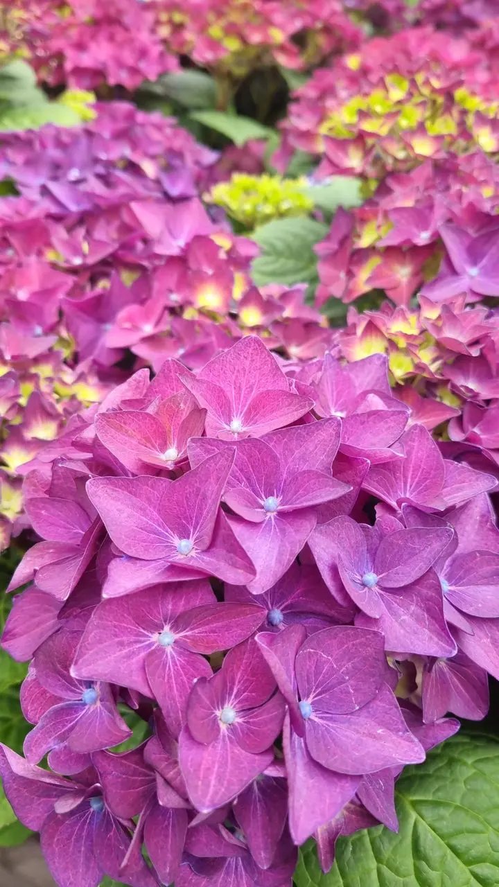 Hydrangea Flower Seeds Purple for Planting, NON GMO Seeds Dhara Seeds