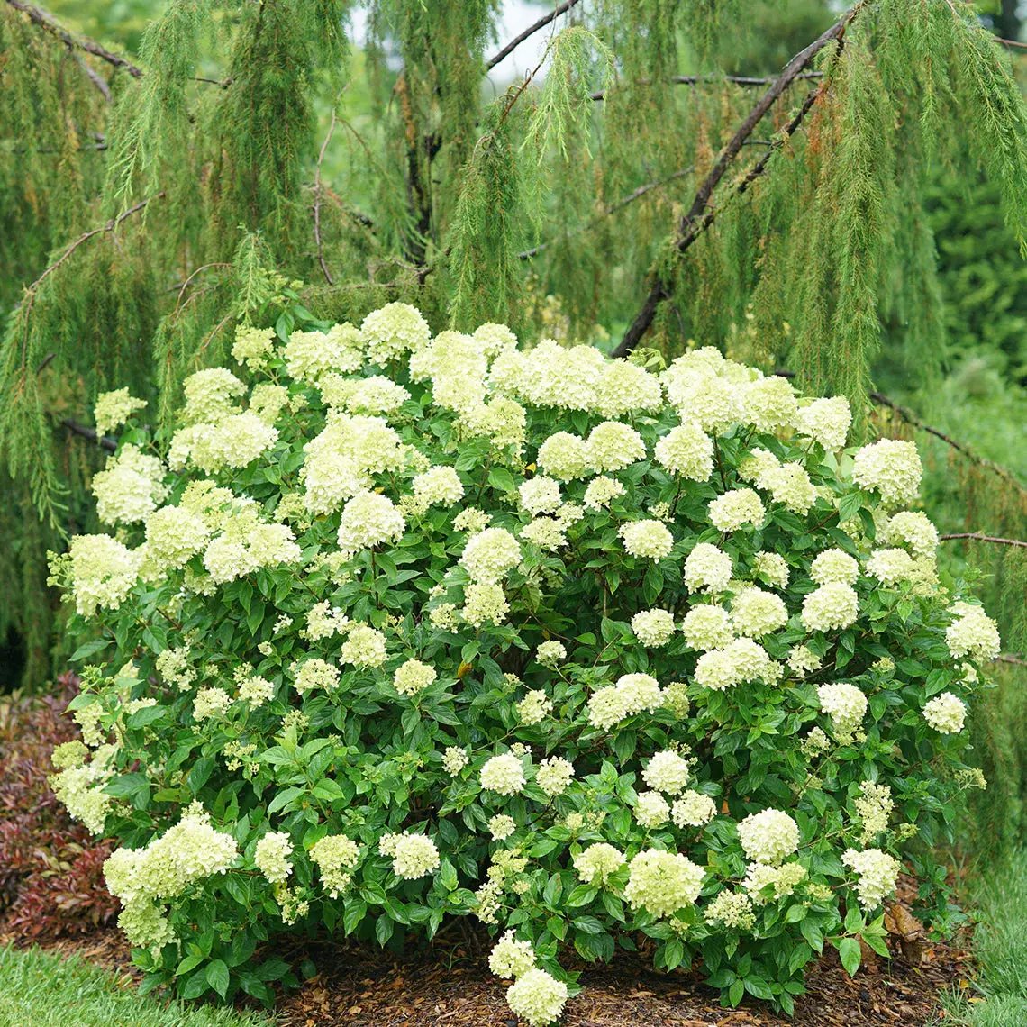 Little Lime Hydrangea Flower Seeds for Planting, NON GMO Seeds Dhara Seeds