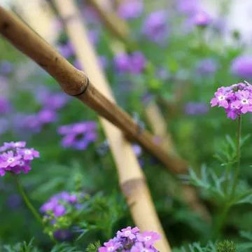 Hygrophilous, Growing Strong Verbena Perennial Varieties Of Perennial Root Flower – Heirloom, Non-GMO, High Germination Organic Garden Seeds