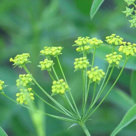 Hygrophilous, Sun Loving Bupleurum Chinense Perennial Varieties Of Perennial Root Flower heirloom non-gmo organic garden seeds