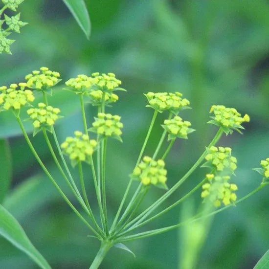 Hygrophilous, Sun Loving Bupleurum Chinense Perennial Varieties Of Perennial Root Flower – Heirloom, Non-GMO, High Germination Organic Garden Seeds