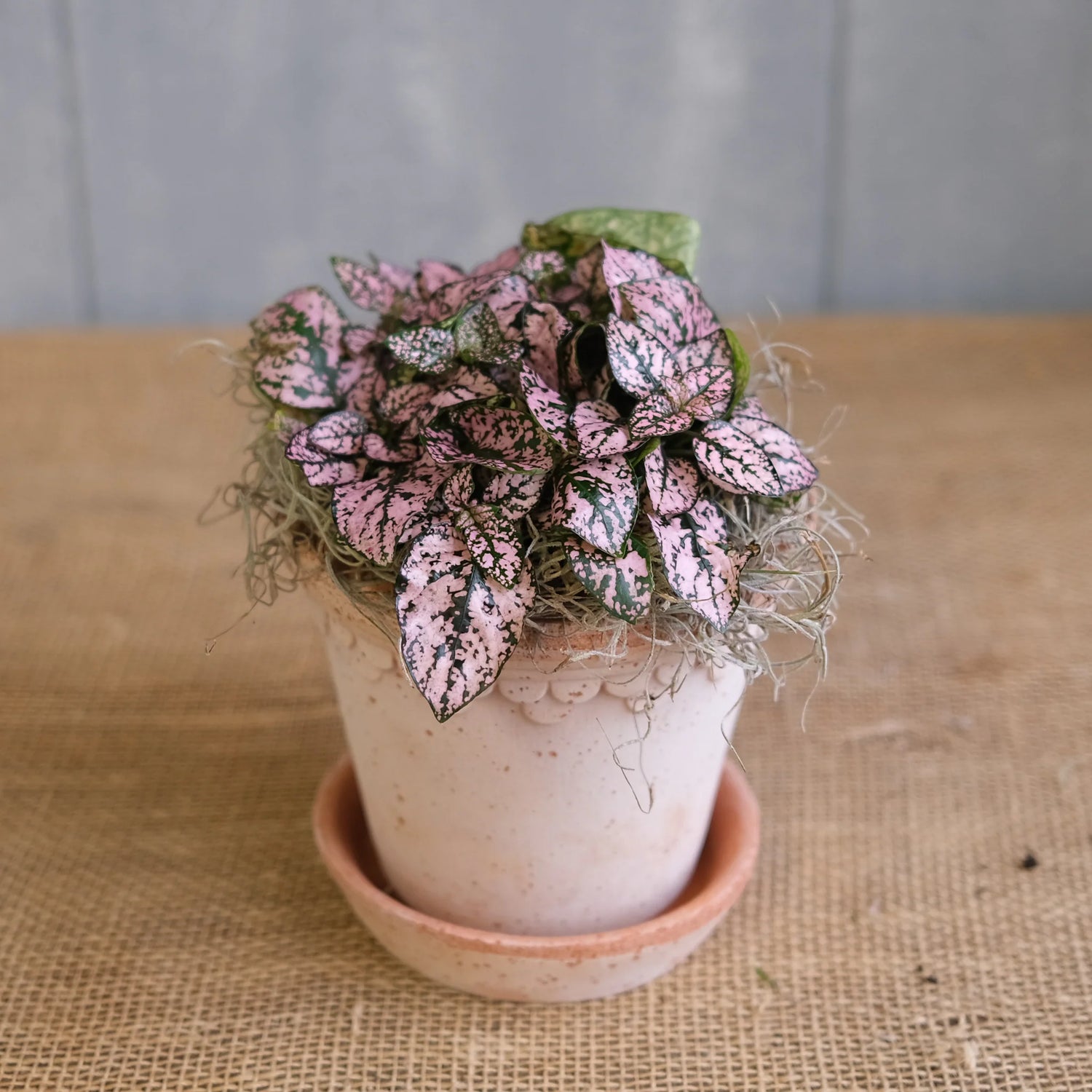 Hypoestes Splash Select Pink Seeds