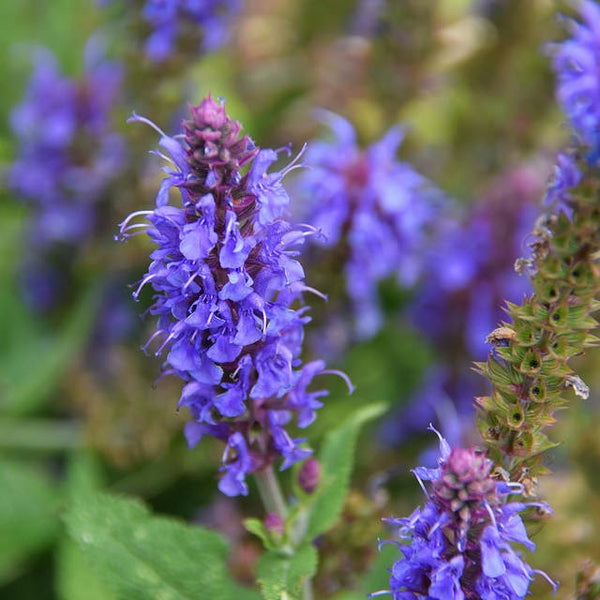 Hyssop Hyssopus officinalis Flowering Seeds for Planting