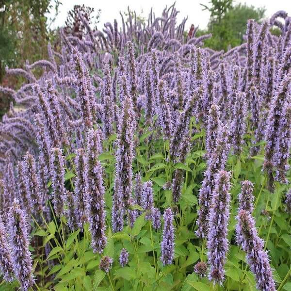 Hyssop Hyssopus officinalis Flowering Seeds for Planting