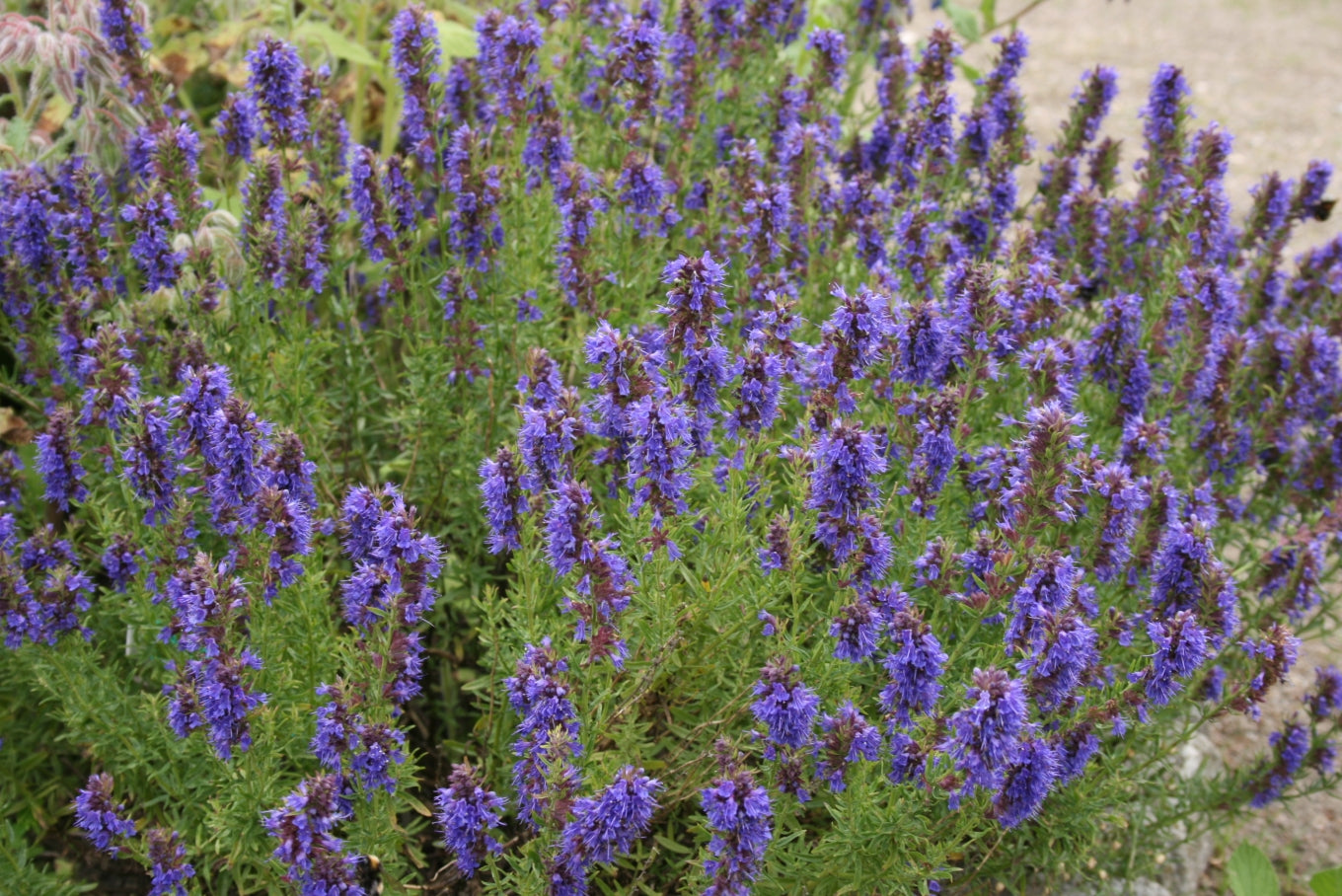 Hyssop Seeds