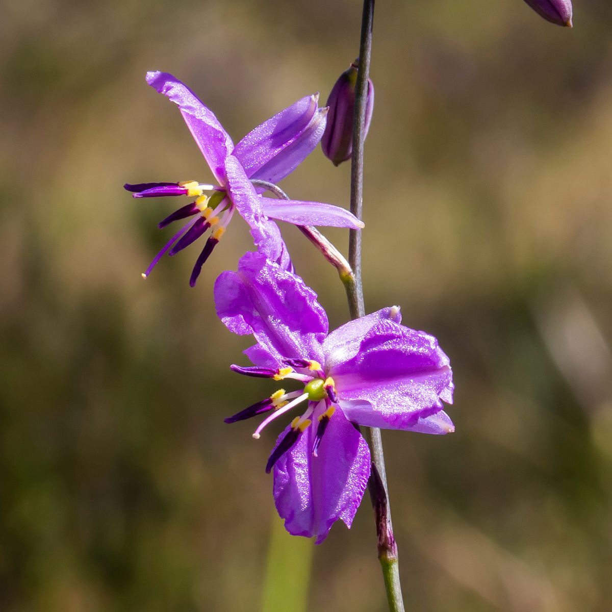 Chocolate Lily Seeds