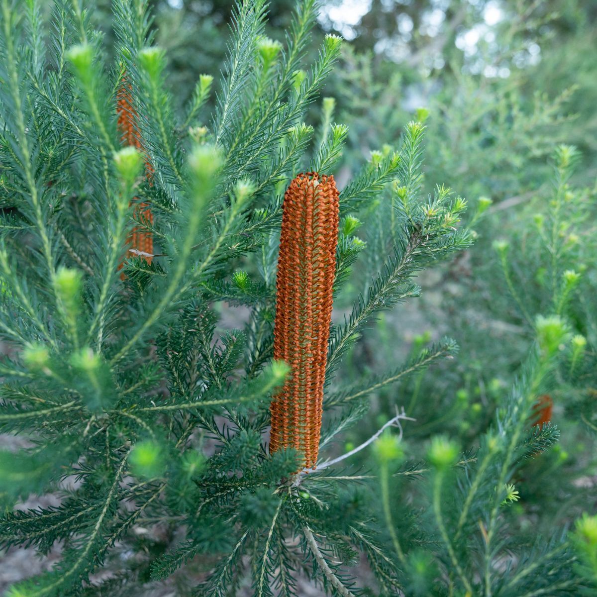 Banksia Heath-Leaved Seeds