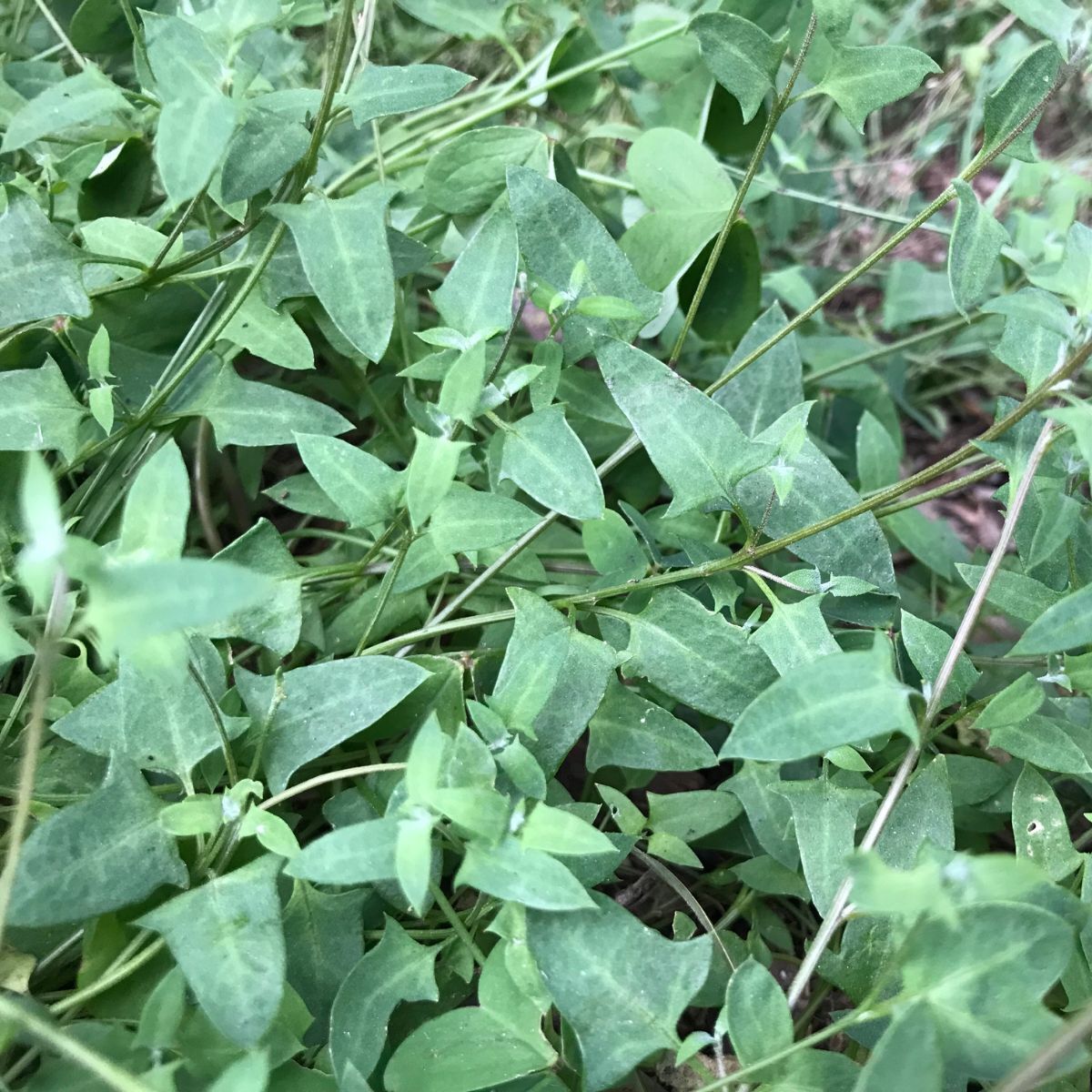 Saltbush Seeds