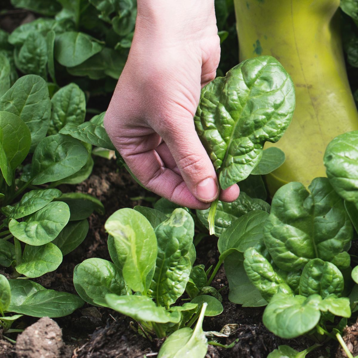 Matador Spinach Seeds