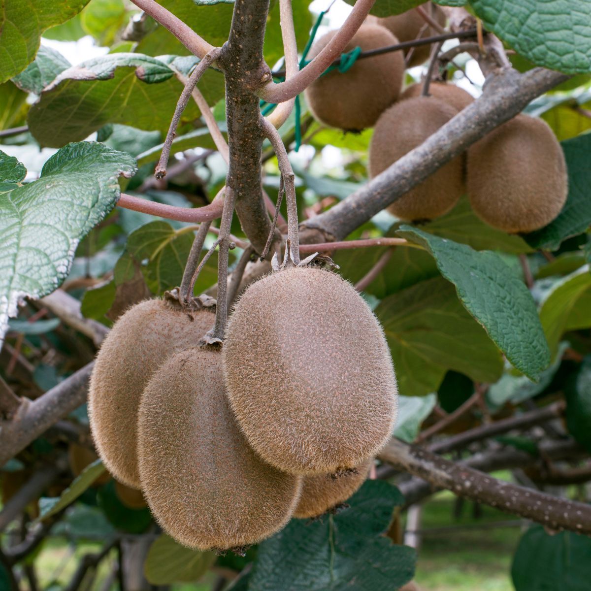 Haywood Kiwifruit Seeds