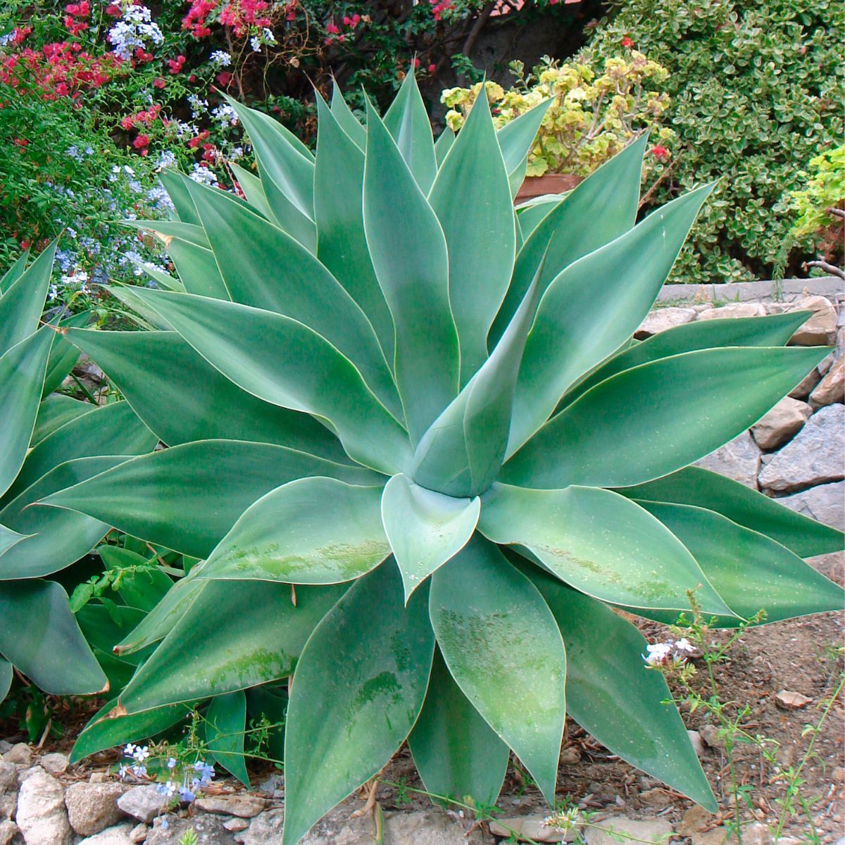 Agave Foxtail Plant