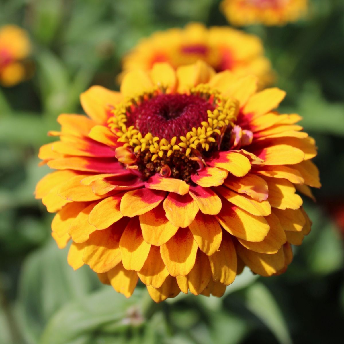 Zinnia Macarenia Seeds