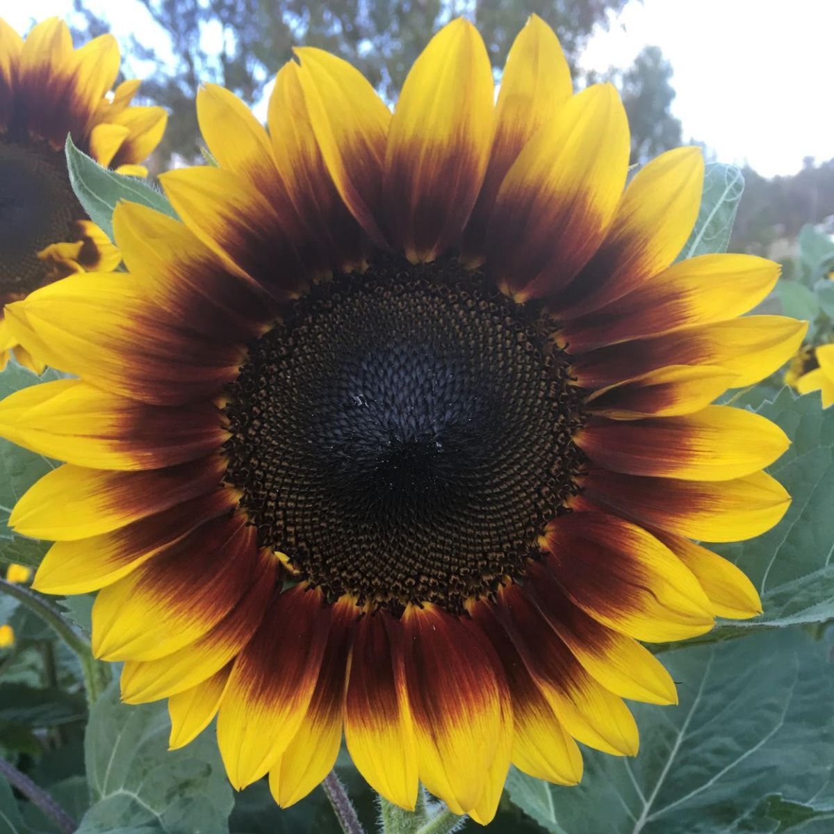 Sunflower Golden Prominence Seeds