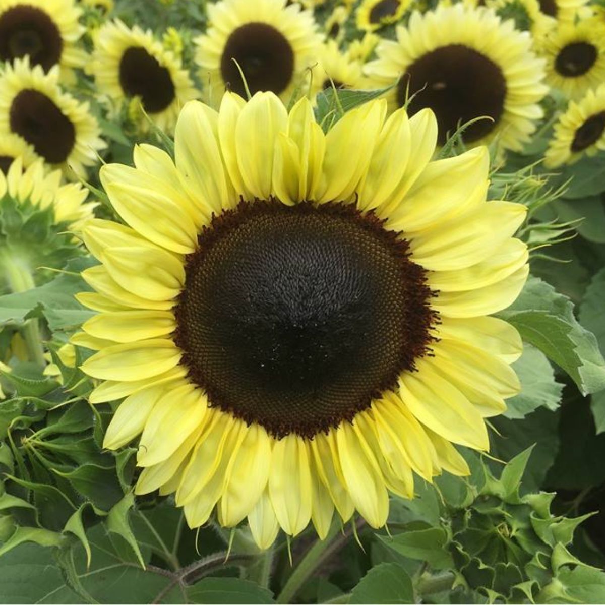 Sunflower Compact Calypso Spray F1 Seeds