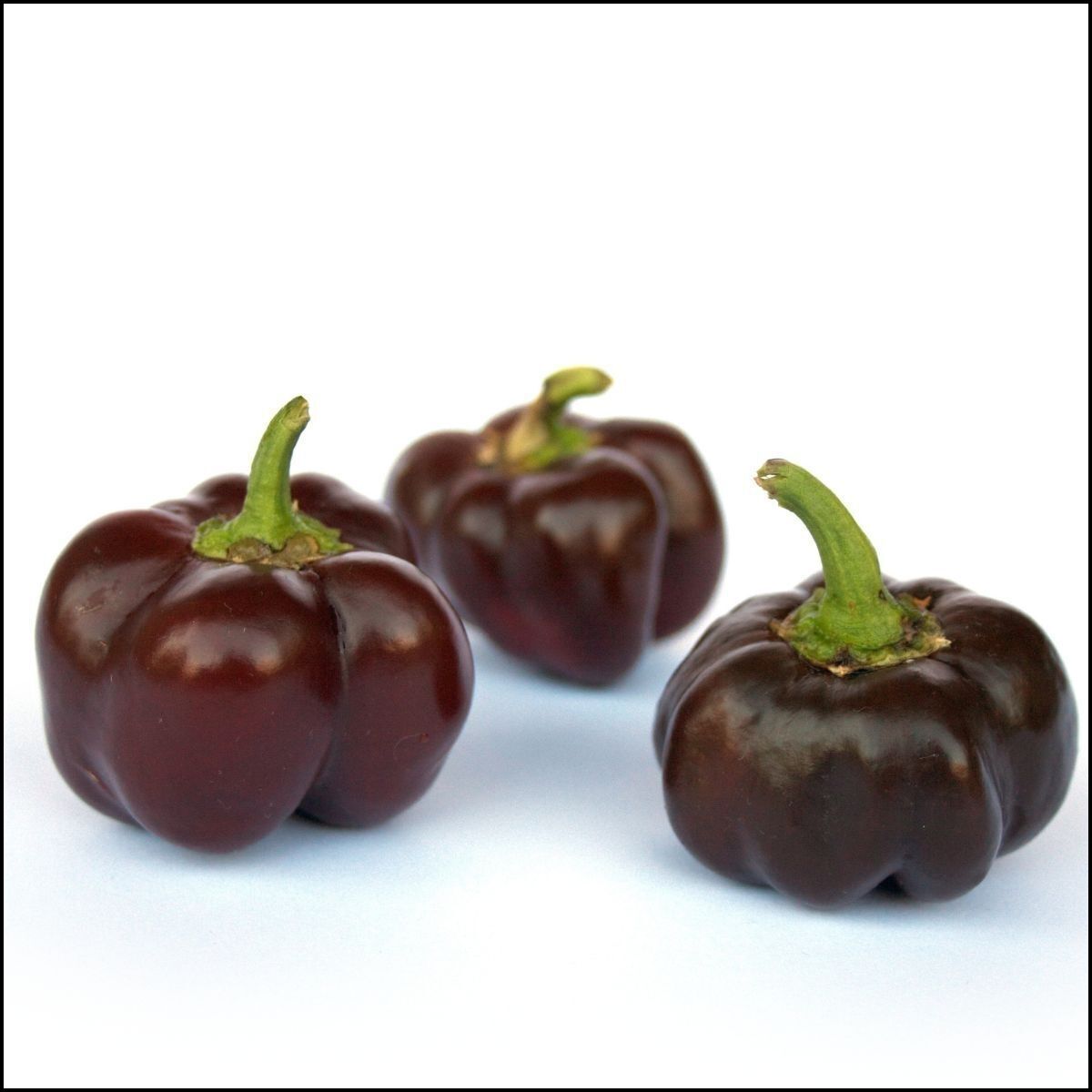 Mini Bell Chocolate Capsicum Seeds