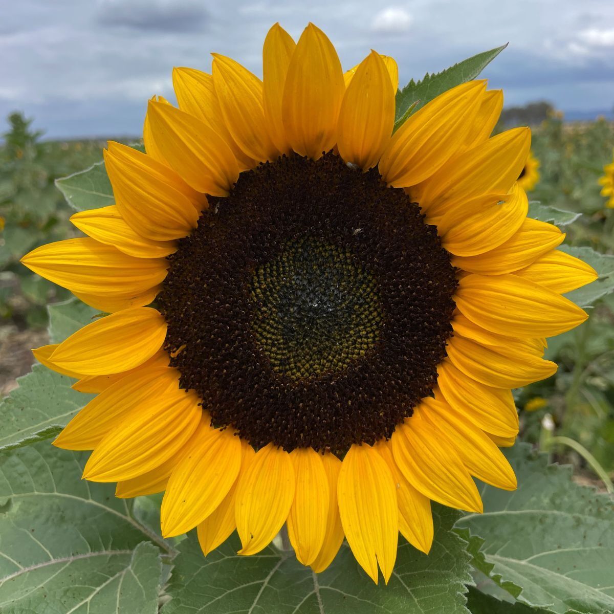 Sunflower Early Sunrise F1 Seeds