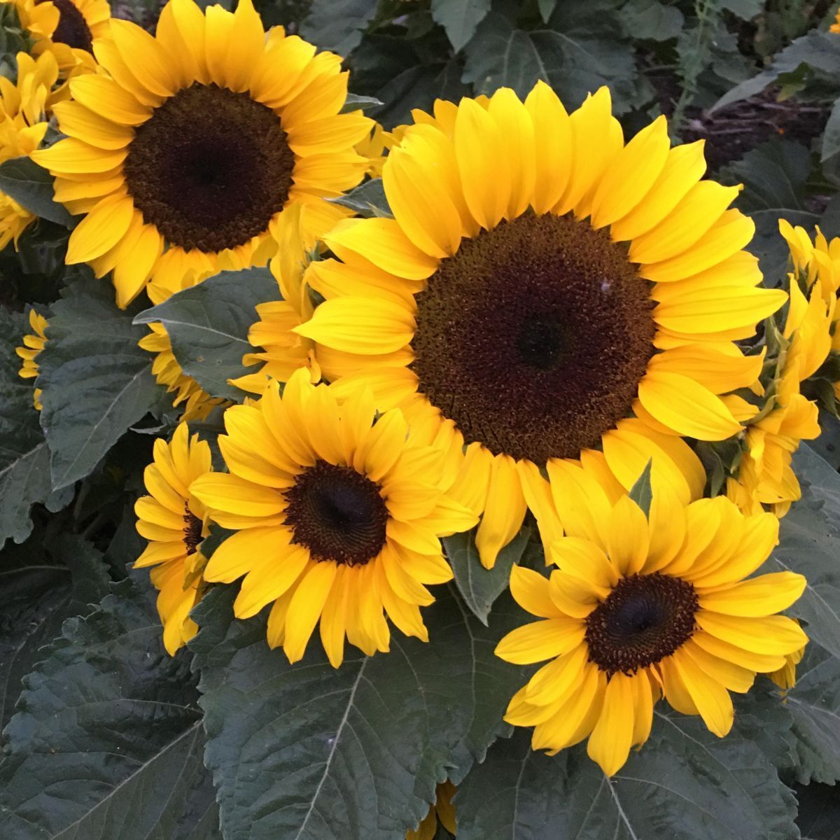 Sunflower Microsun F1 Seeds