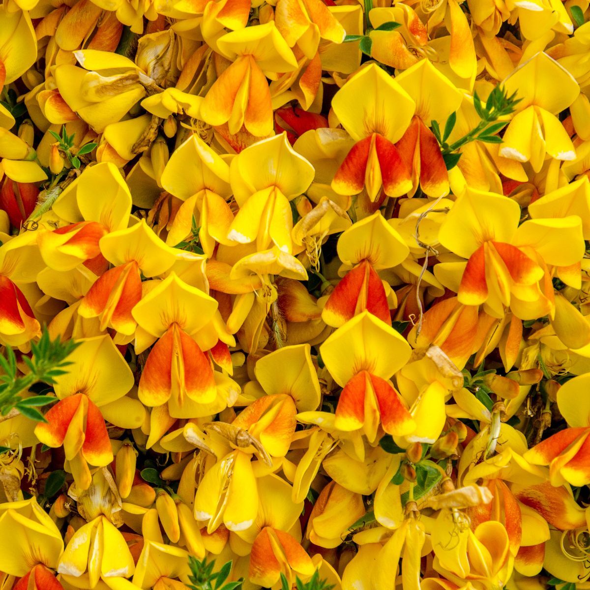 Golden Shaggy Pea Seeds