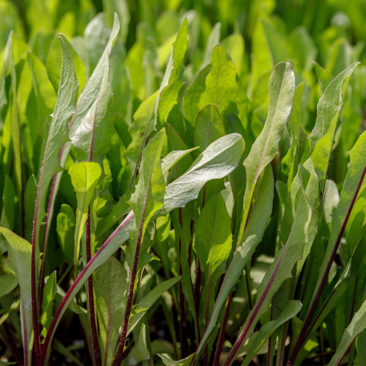 Red Rib Chicory Seeds