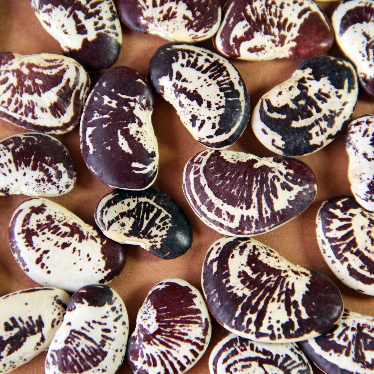 Madagascar Climbing Bean Seeds