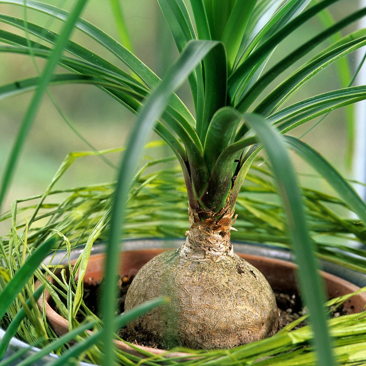 Ponytail Palm Seeds