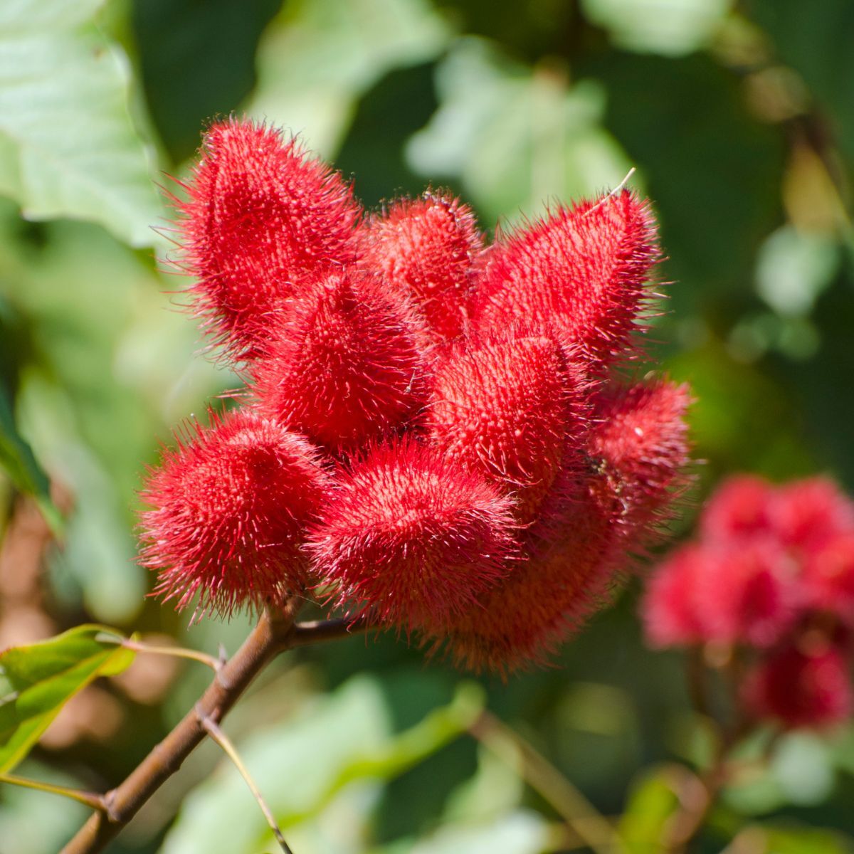 Achiote Seeds