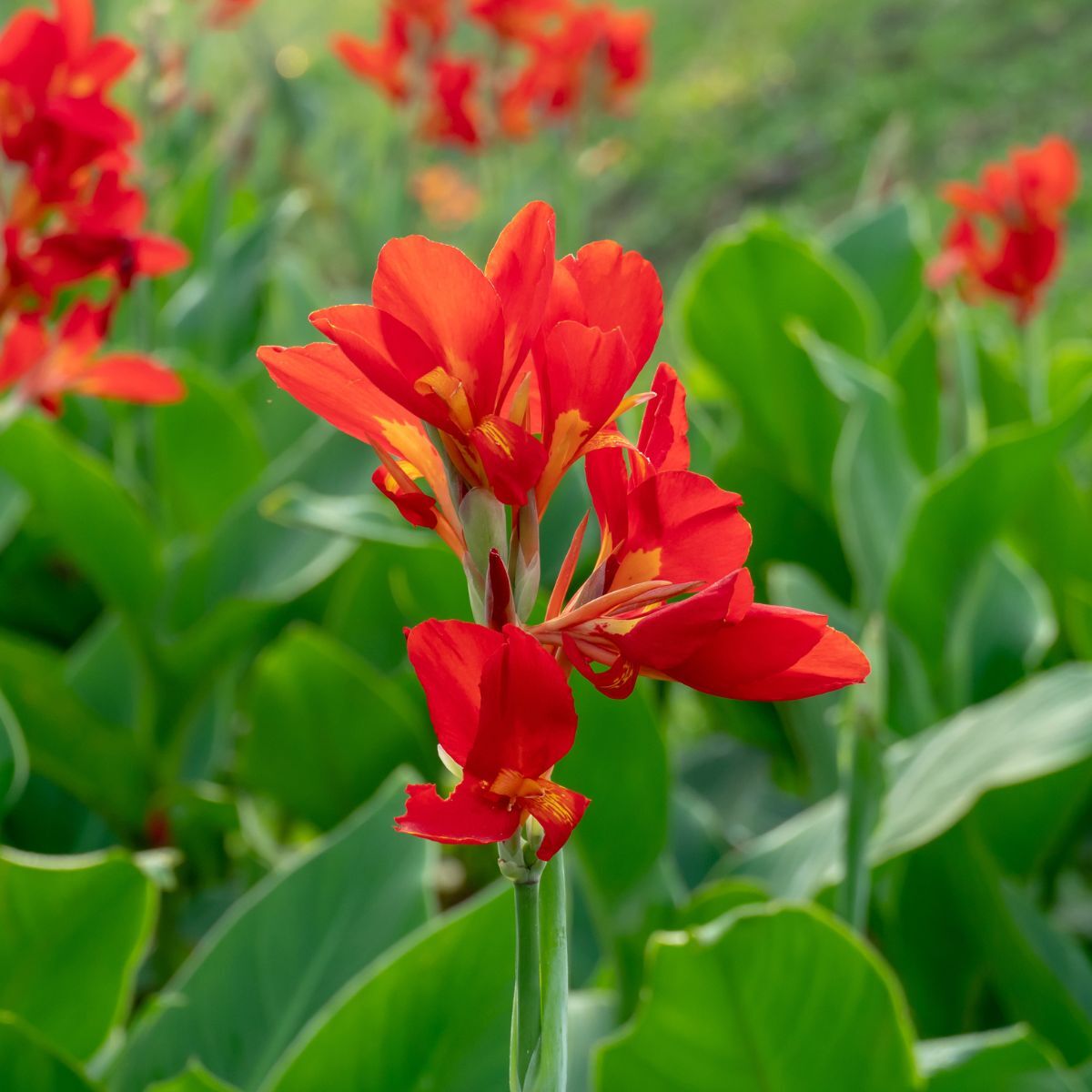 Canna Lily Seeds