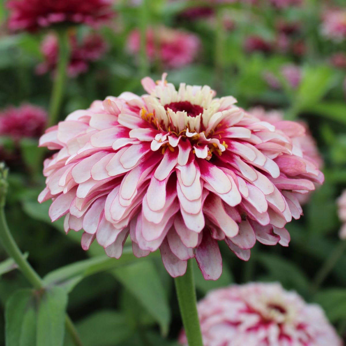 Zinnia Mazurkia Seeds