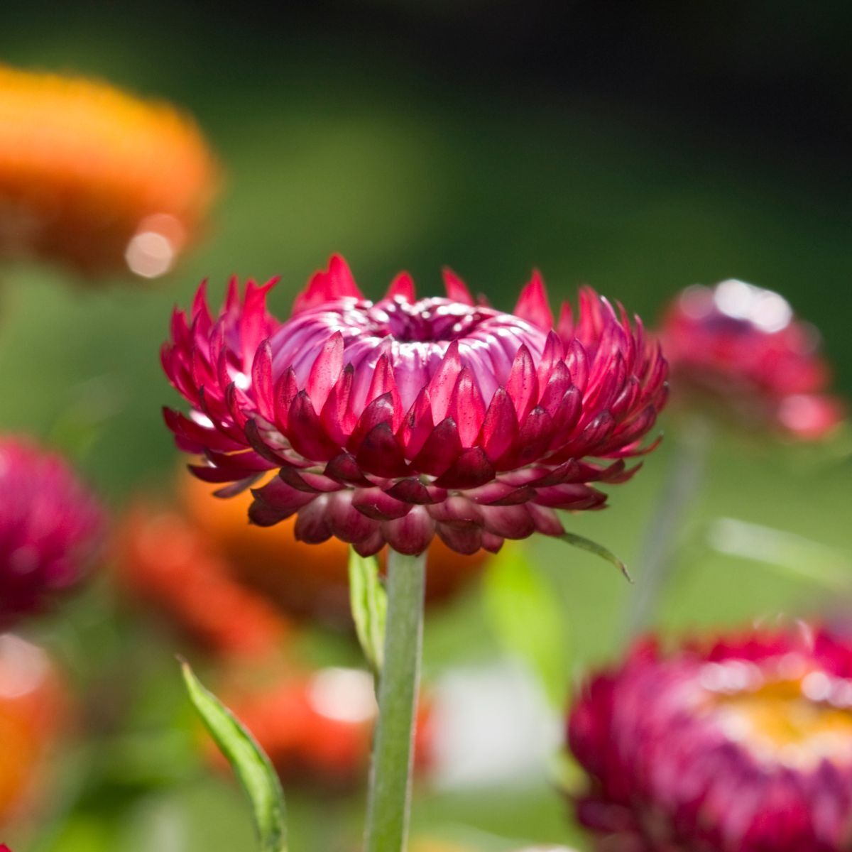 Everlasting Daisy Purple Red Seeds