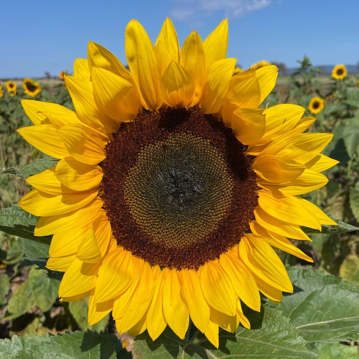 Sunflower Supernova F1 Seeds