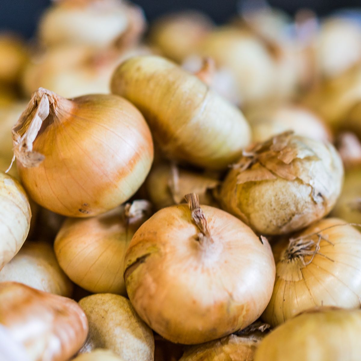 Cipollini Onion Seeds