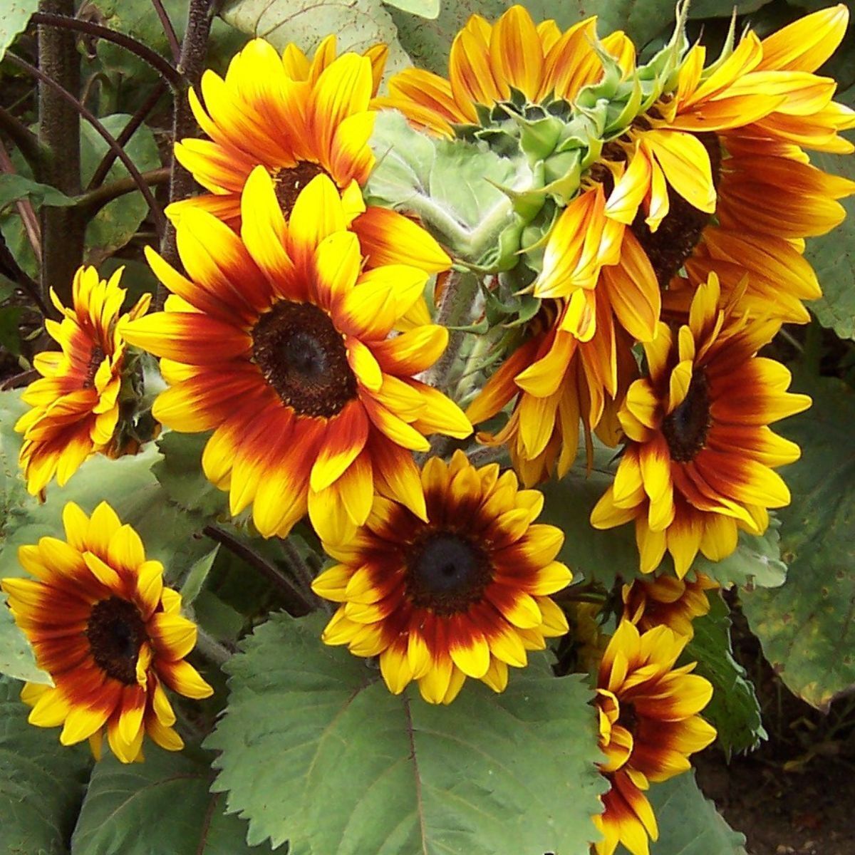 Sunflower Solar Flash F1 Seeds