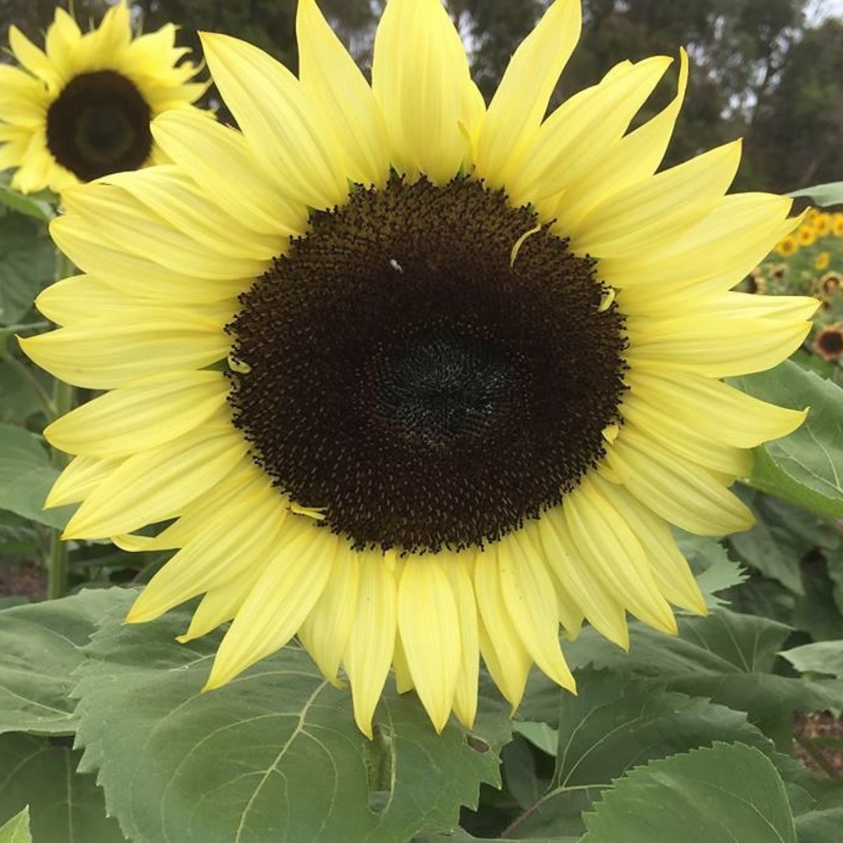 Sunflower Classic Lime Seeds