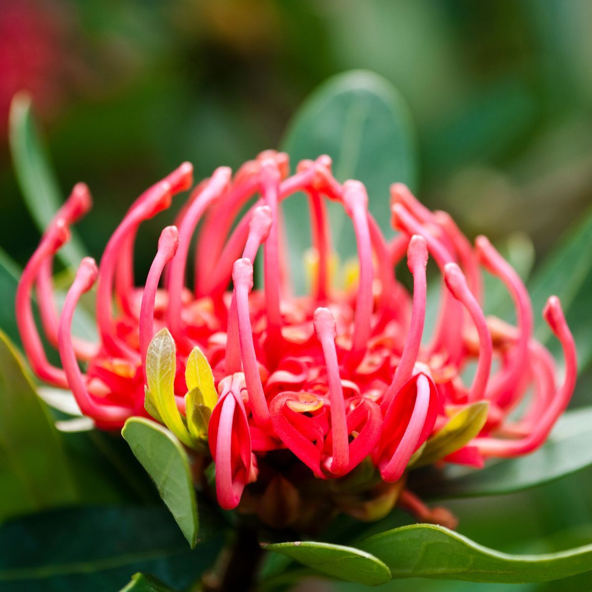 Waratah Tasmanian Seeds