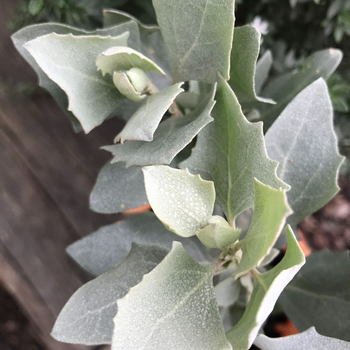 Saltbush Old Man Seeds