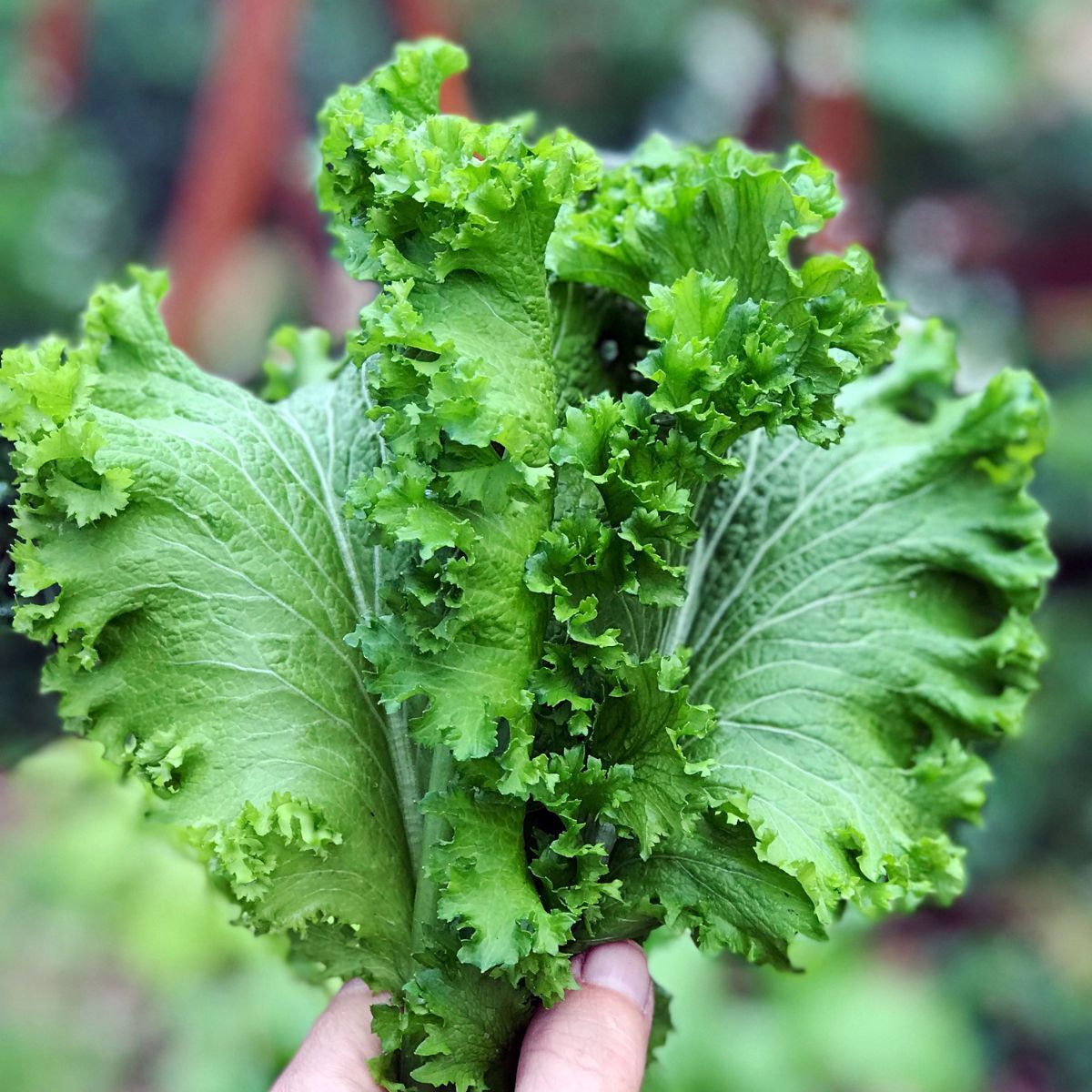 Chirimen Hakarashi Mustard Greens Seeds