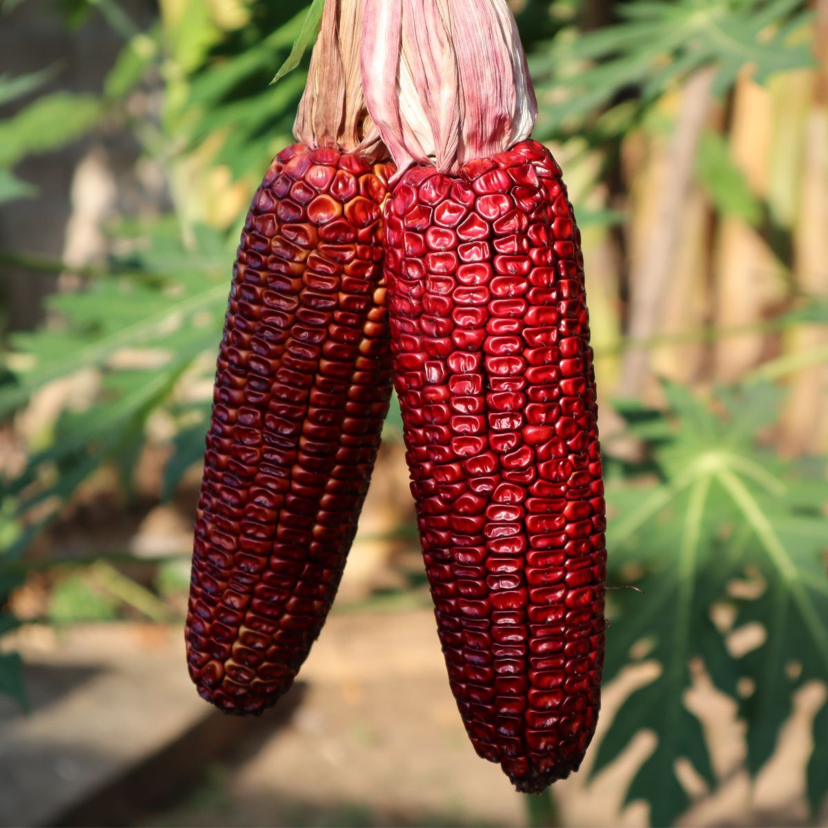 Bloody Butcher Maize Corn Seeds