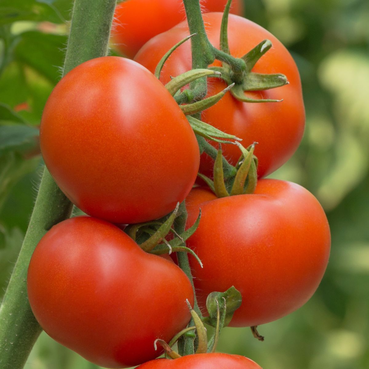 Burnley Sure Crop Tomato Seeds