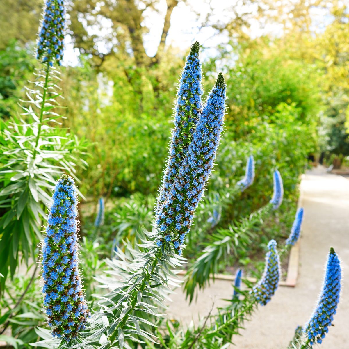 Echium Pride of Madiera Seeds