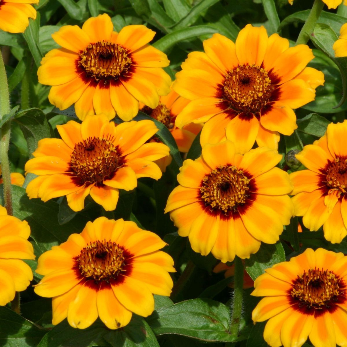 Zinnia Soleado Seeds