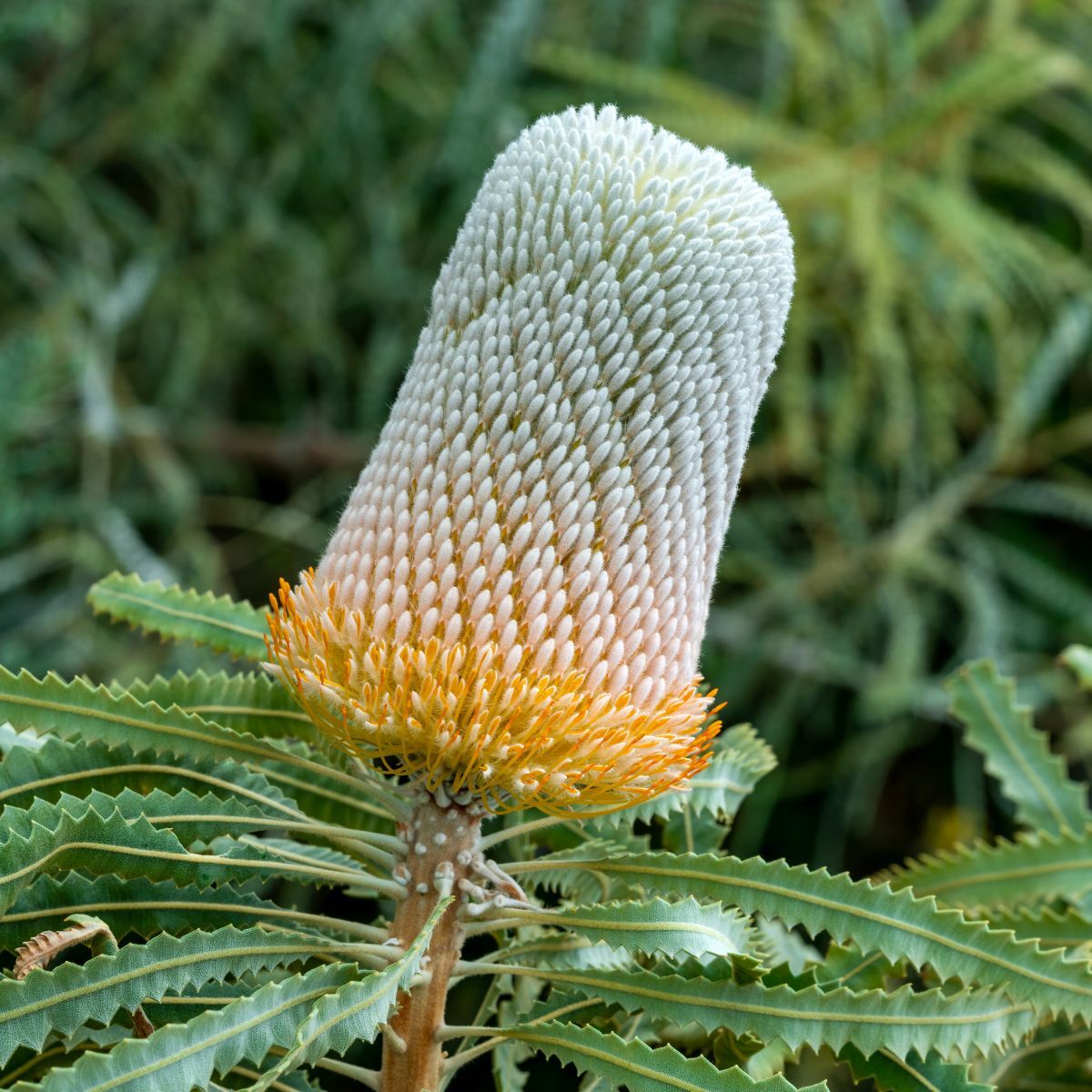 Banksia Acorn (Dwarf) Seeds