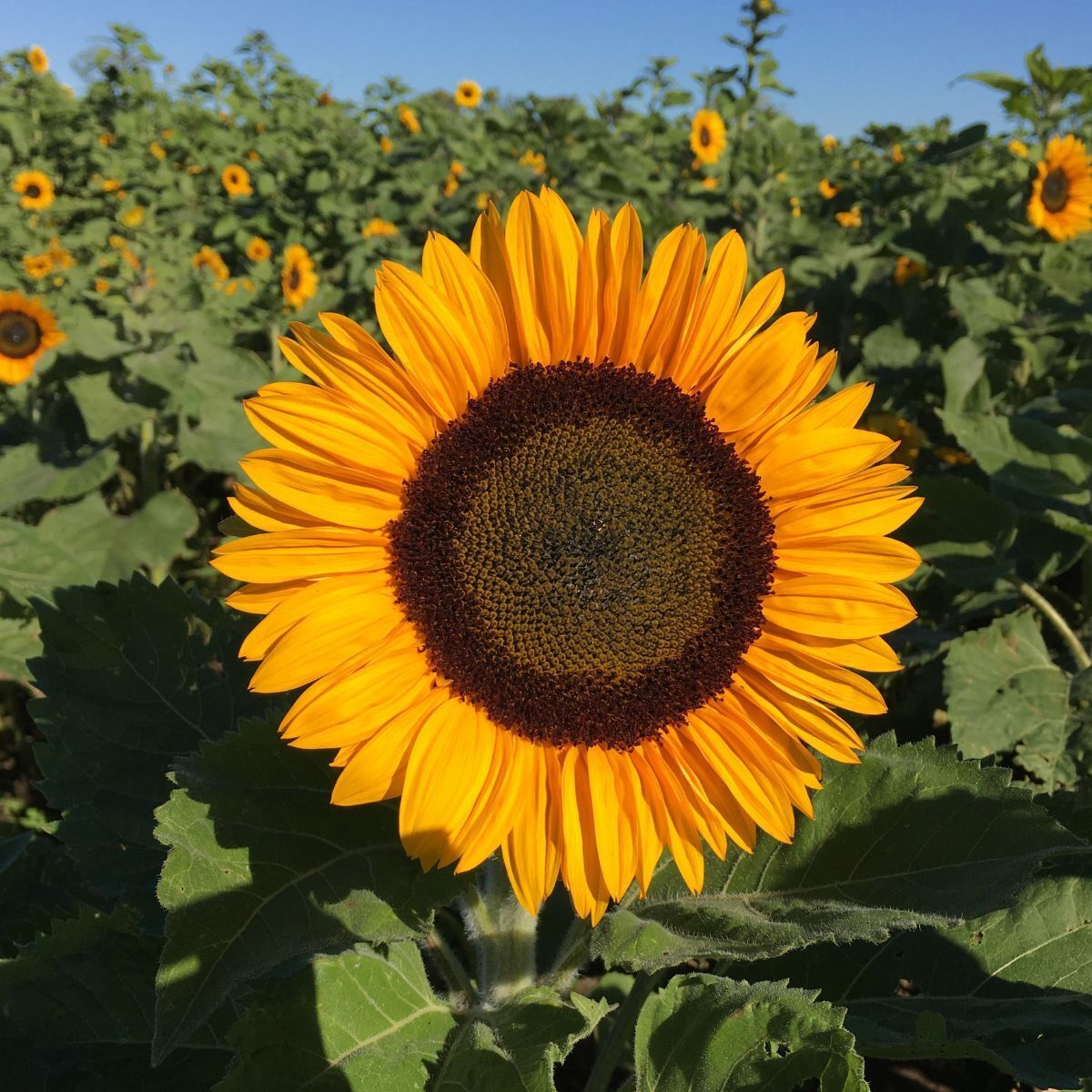 Sunflower Happy Face Orange F1 Seeds