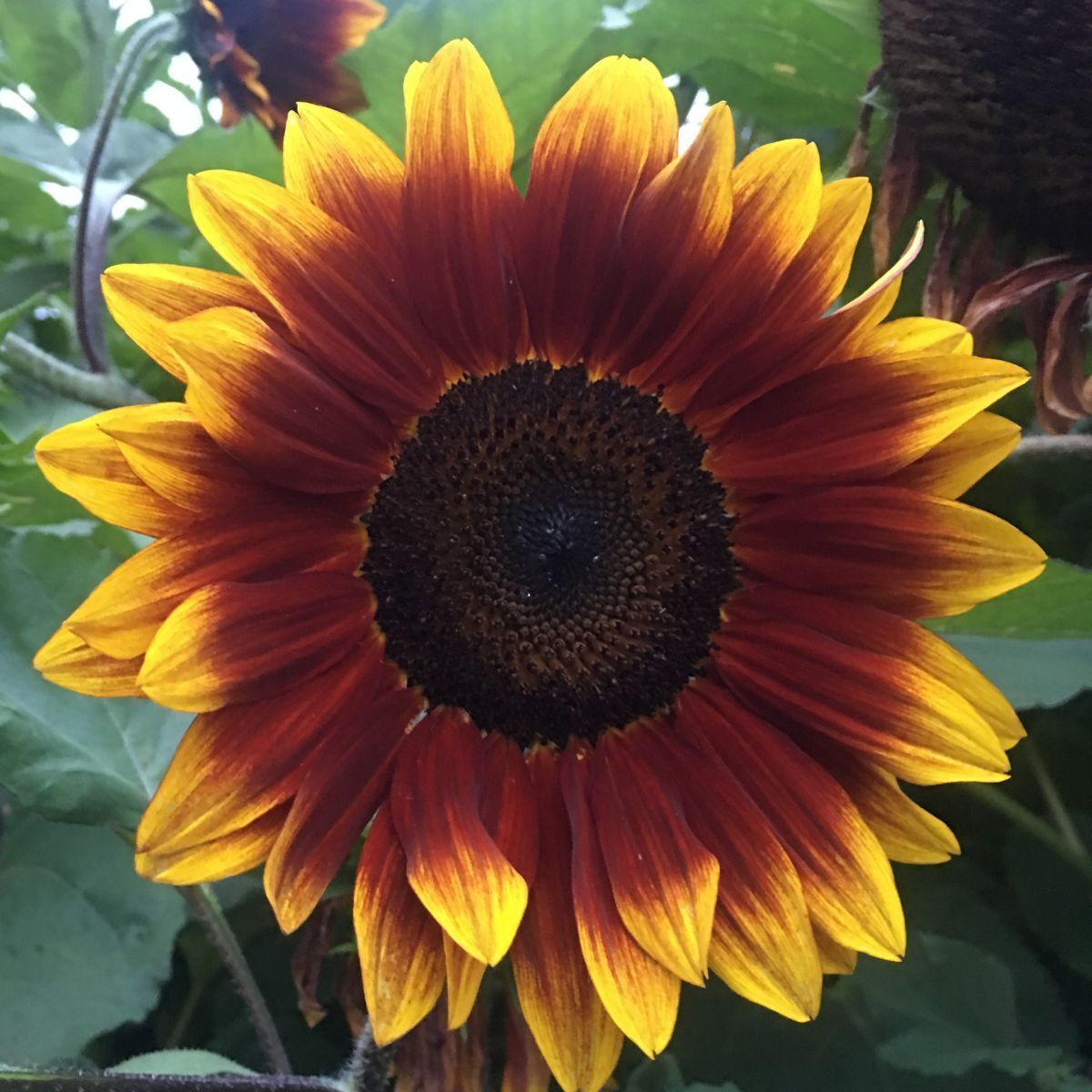 Sunflower Royal Velvet F1 Seeds