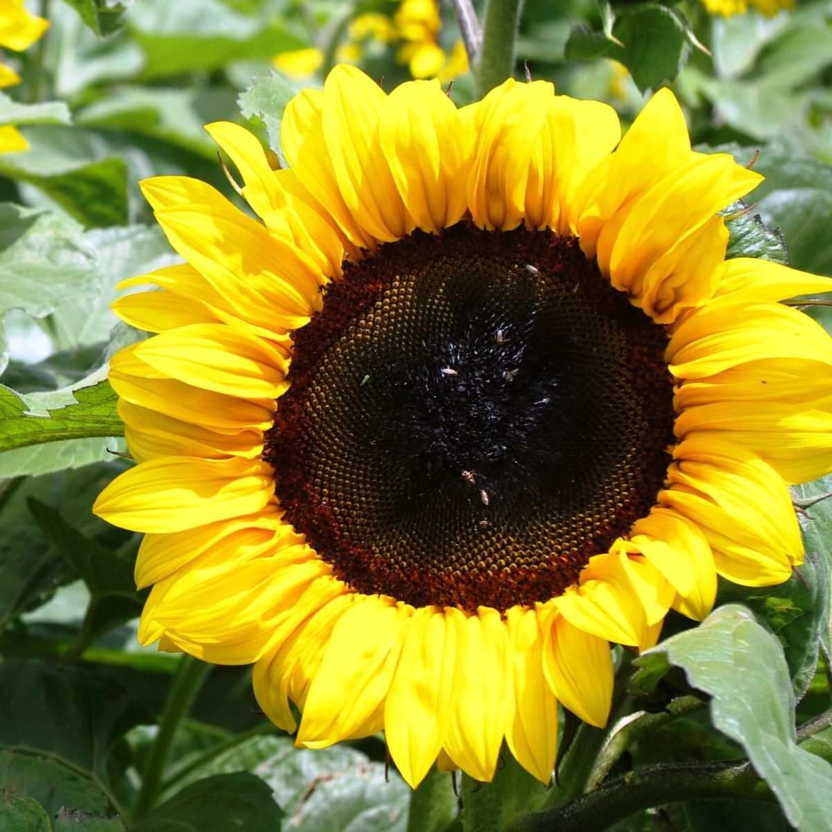 Sunflower Early Gold F1 Seeds