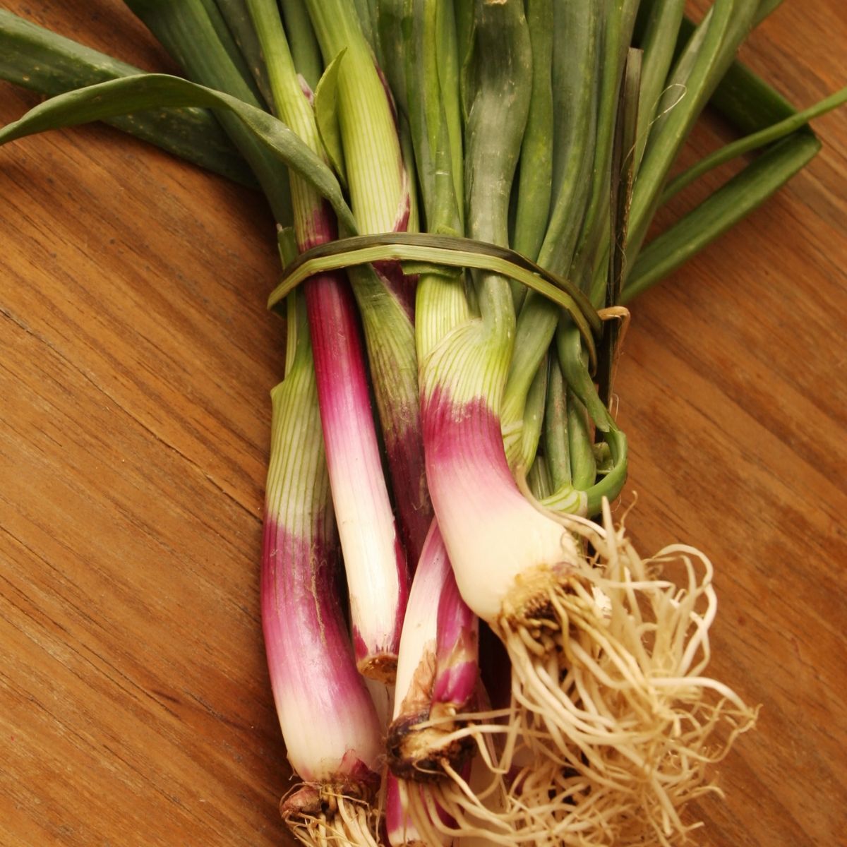 Red Bunching Onion Seeds