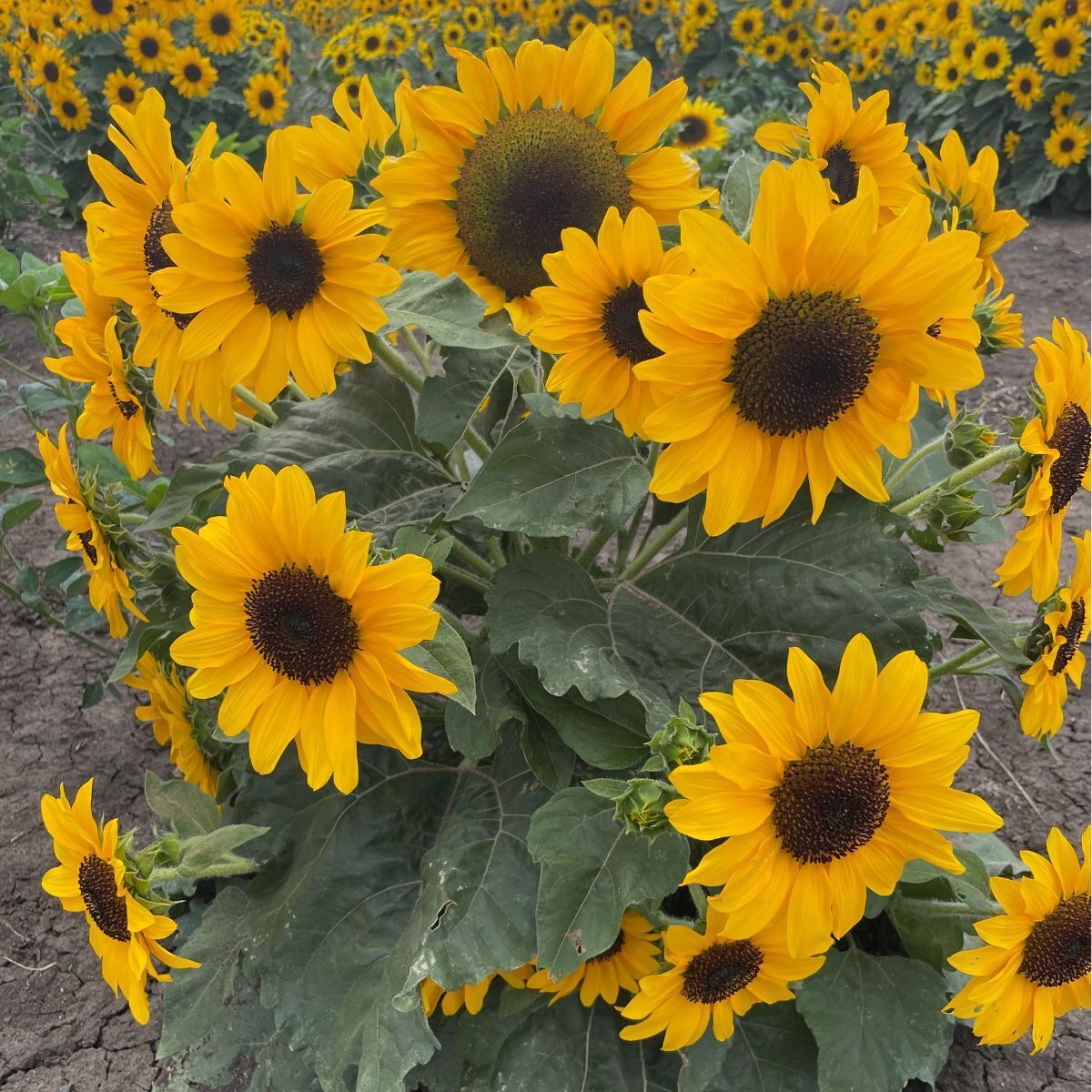 Sunflower Dwarf Soleil F1 Seeds