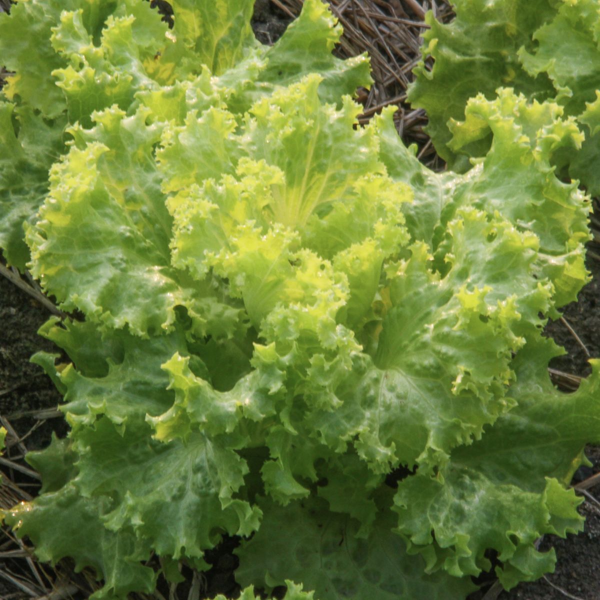 Southern Giant Curled Mustard Greens Seeds