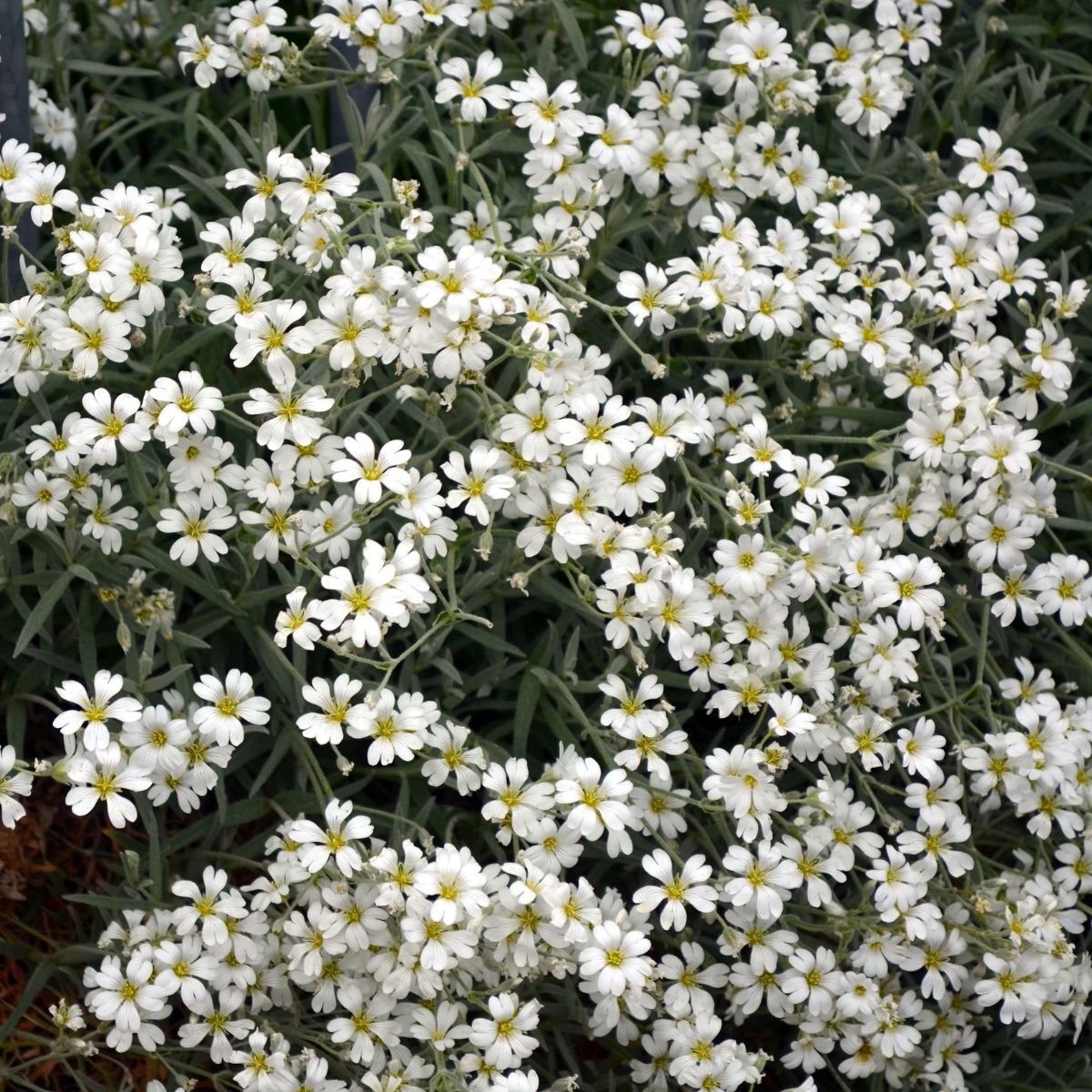 Gypsophila Repens White Seeds