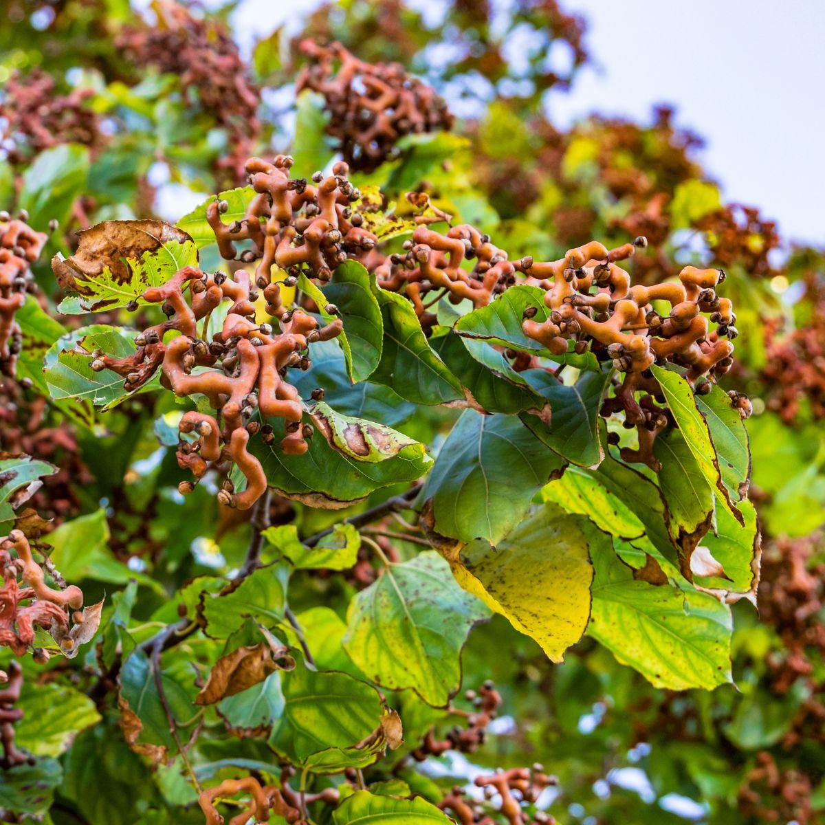 Japanese Raisin Tree Seeds