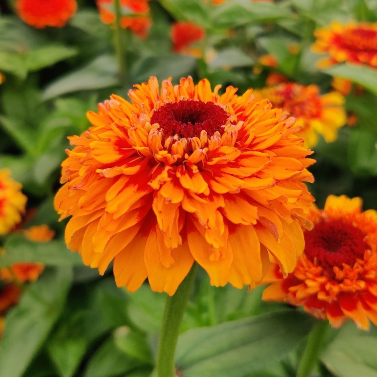 Zinnia Zinderella Zest Seeds